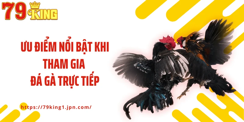 Ưu điểm nổi bật khi tham gia đá gà trực tiếp